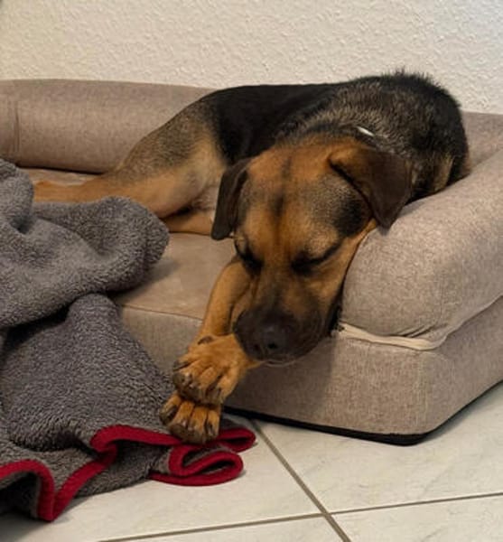 Persil - sanfter Herzenshund, lieb & verschmust
