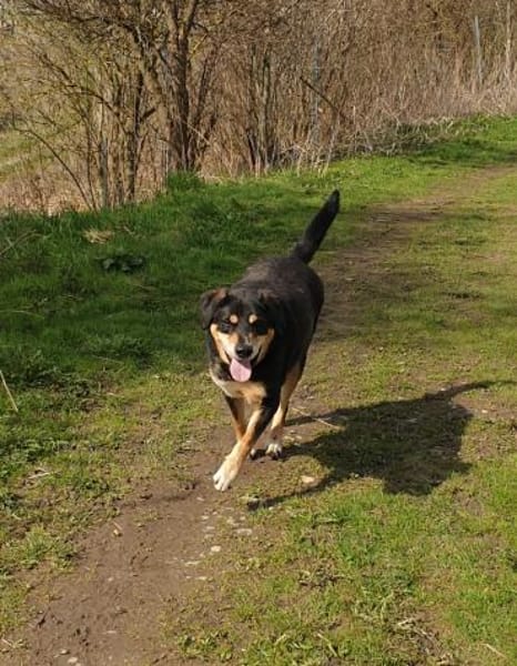 Nero sucht sein Zuhause