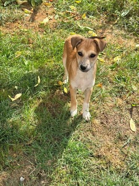 Milo Welpe - sucht liebevolle Familie!