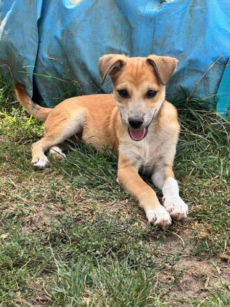 Milo Welpe - sucht liebevolle Familie!