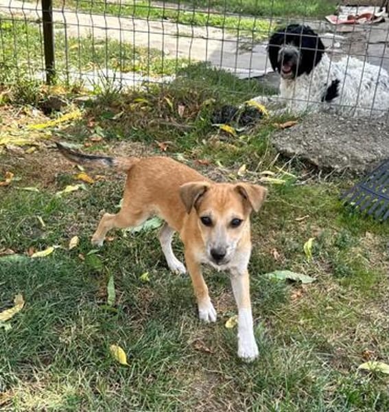 Milo Welpe - sucht liebevolle Familie!
