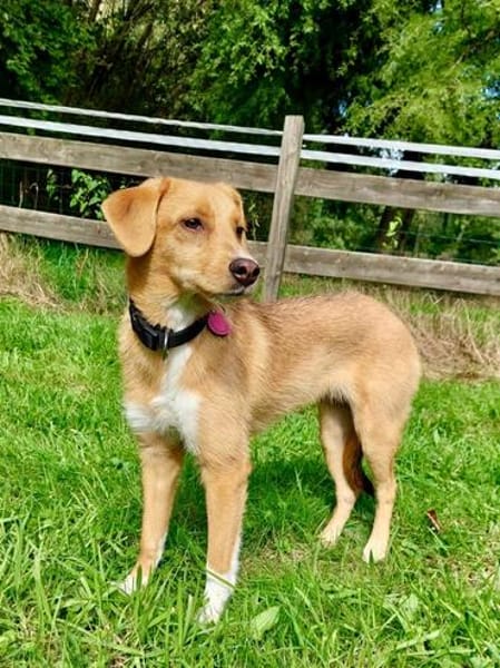 Zola, Hundemädchen sucht neues Zuhause