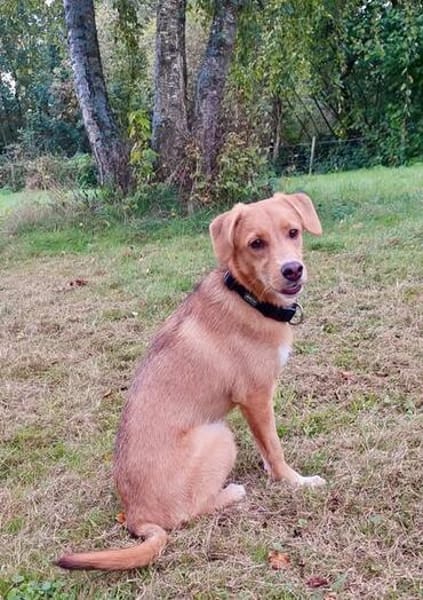 Zola, Hundemädchen sucht neues Zuhause