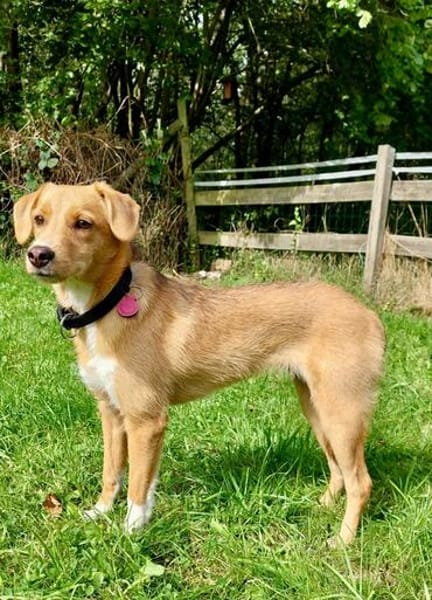 Zola, Hundemädchen sucht neues Zuhause