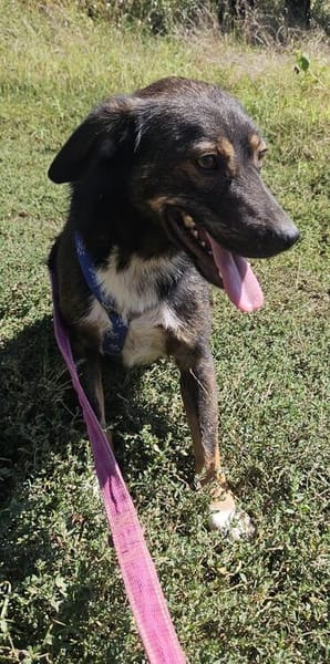 Codin, netter Hund sucht neue Familie
