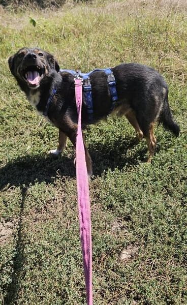 Codin, netter Hund sucht neue Familie