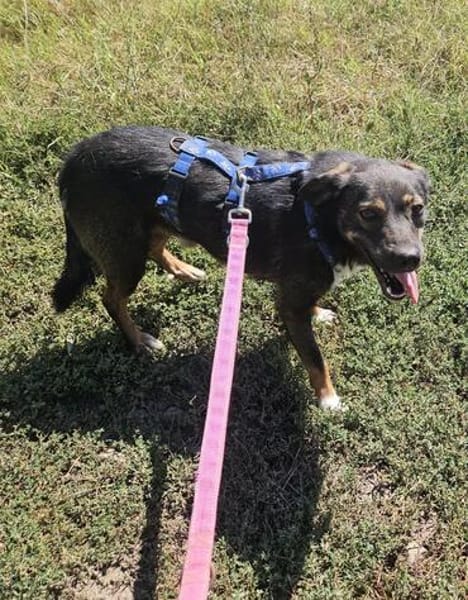 Codin, netter Hund sucht neue Familie