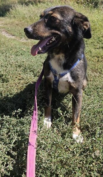 Codin, netter Hund sucht neue Familie