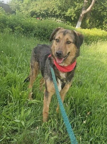 Lexi, lieber Hund sucht neue Familie