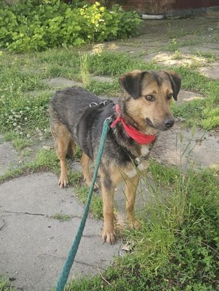 Lexi, lieber Hund sucht neue Familie