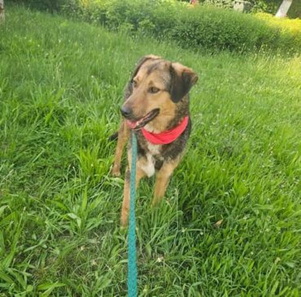 Lexi, lieber Hund sucht neue Familie
