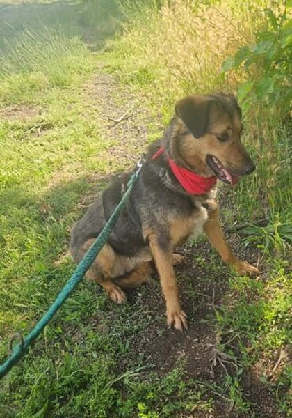 Lexi, lieber Hund sucht neue Familie