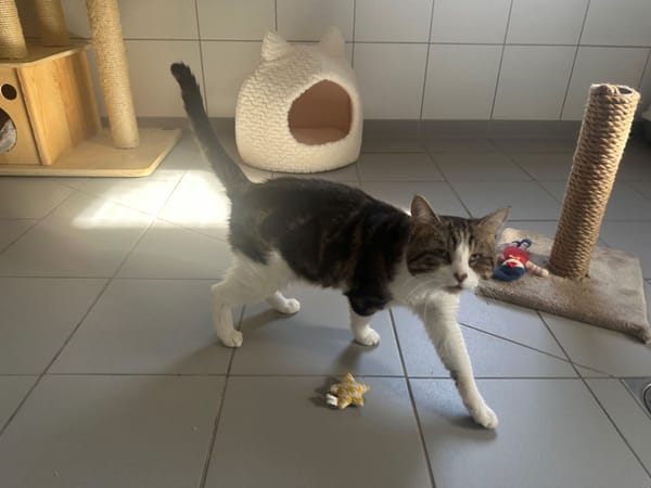 FELIX