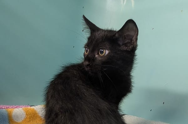 Bagheera [Chaton]