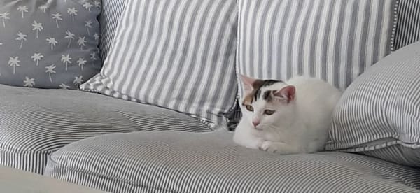 noisette