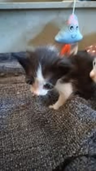 BABOUCHE