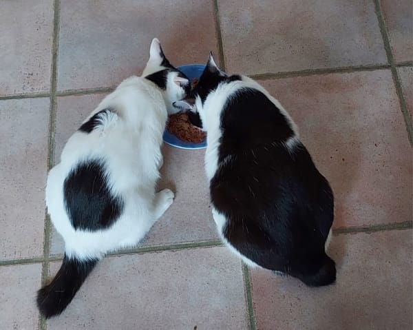 Ory et Gamy