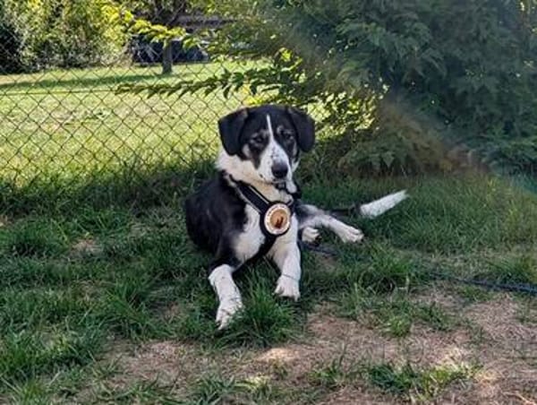 Tash sucht ein freies Körbchen