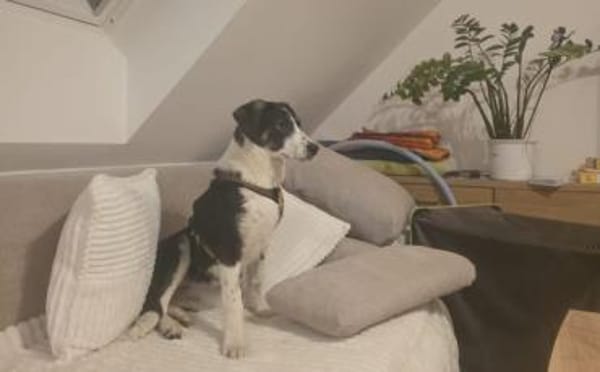 Tash sucht ein freies Körbchen
