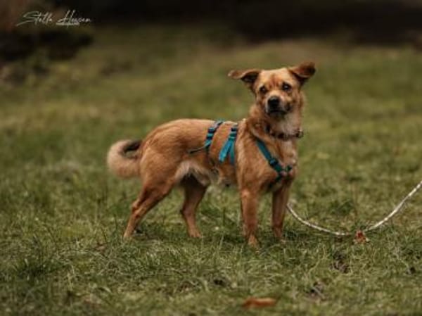 Liebenswerter Lollo sucht Zuhause