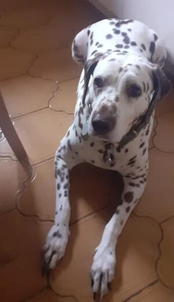 Katy sucht dringend ein Zuhause