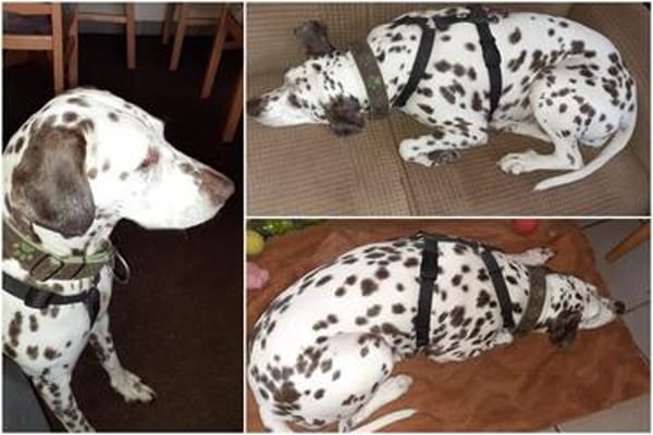 Katy sucht dringend ein Zuhause