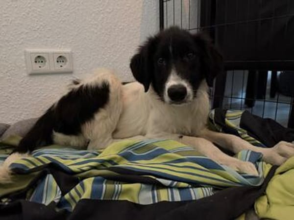 neugieriger Junghund MILO sucht seine Menschen