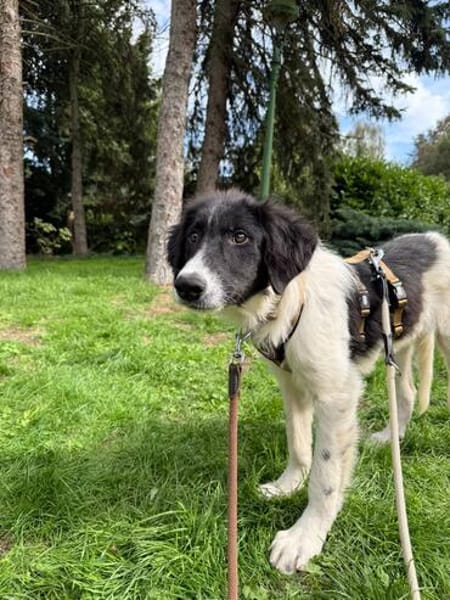 neugieriger Junghund MILO sucht seine Menschen