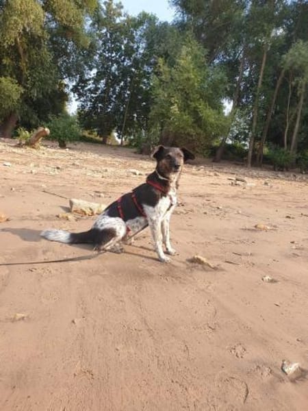 TOMMY sucht liebevolles Zuhause