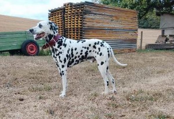 Mailo sucht dringend ein Zuhause/Pflegestelle