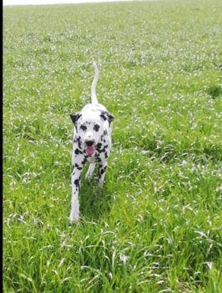 Mailo sucht dringend ein Zuhause/Pflegestelle