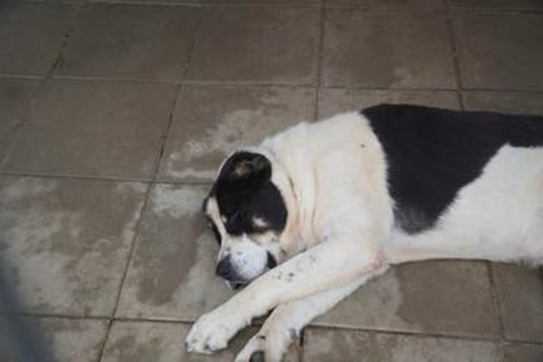 Bruno sucht seinen liebevollen Gnadenplatz