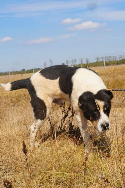Bruno sucht seinen liebevollen Gnadenplatz