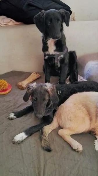 CAMUS  Familienanschluss gesucht
