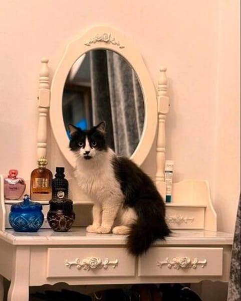 Lou sucht ihr Zuhause