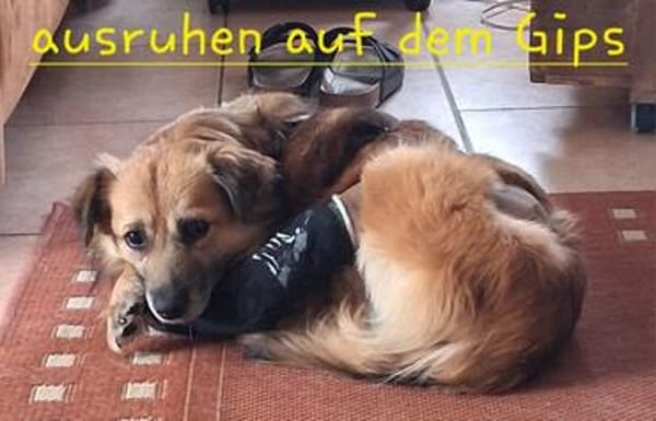 DIDRIK-hübscher Rüde-blinder Purzel 45cm