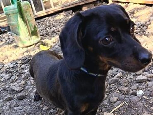 JACK  EIN KLEINER HERZENSHUND, DER ENDLICH VERTRAUEN DARF