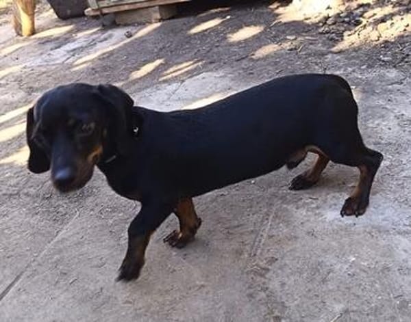 JACK  EIN KLEINER HERZENSHUND, DER ENDLICH VERTRAUEN DARF