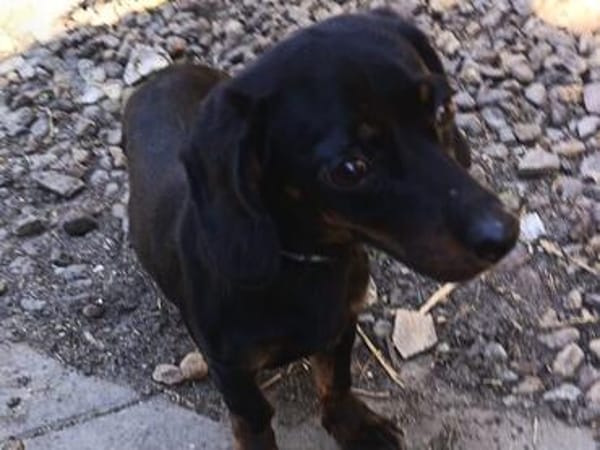 JACK  EIN KLEINER HERZENSHUND, DER ENDLICH VERTRAUEN DARF