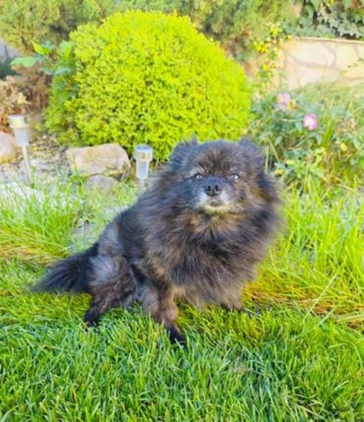 Pomeranien Mädchen Terisa