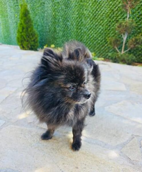 Pomeranien Mädchen Terisa
