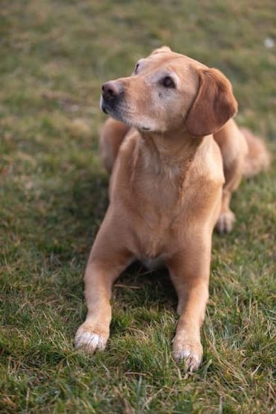 Milo
