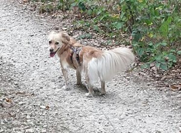 Della, ca. 27cm, sucht eine liebe Famlie
