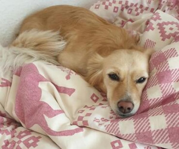 Della, ca. 27cm, sucht eine liebe Famlie
