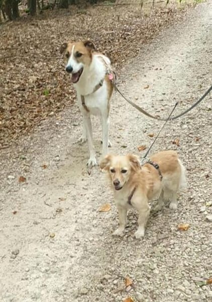 Della, ca. 27cm, sucht eine liebe Famlie