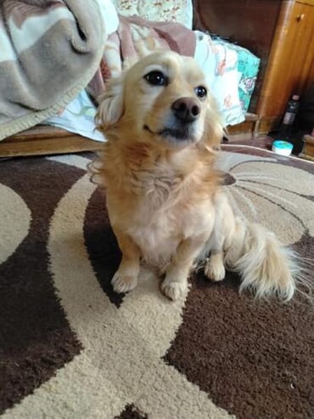 Della, ca. 27cm, sucht eine liebe Famlie