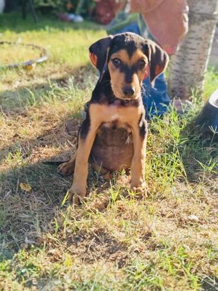 Kalina ein wunderschönes Hundekind