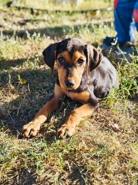 Kalina ein wunderschönes Hundekind