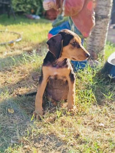 Kalina ein wunderschönes Hundekind