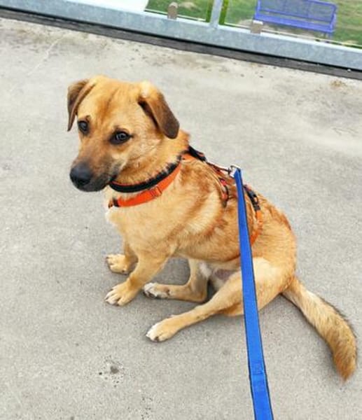 Tino sucht ein neues Zuhause